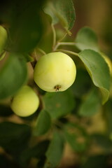 Closeup green apples on a branch in the garden.