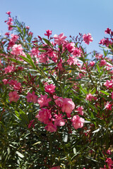 Ornamental pink bougainville bush at a blue sky. Vertical image