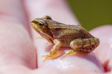 slippery frog in a pond in nature
