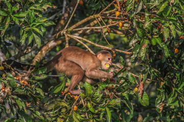 Monkey eating a fruit in tree at Cuyabeno Wildlife Reserve, Amazonia, Ecuador