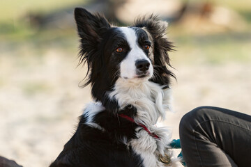 Portrait of a black and white border collie dog looking into the distance. Blurred natural background. Horizontal orientation. 