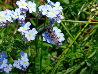 Fototapete bei efototapeten.de bestellen   