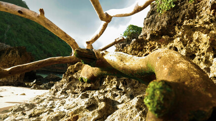 Photo of  tree trunks on the beach