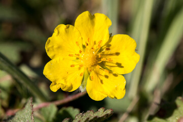 fleur sauvage Jaune poussant au ras du sol