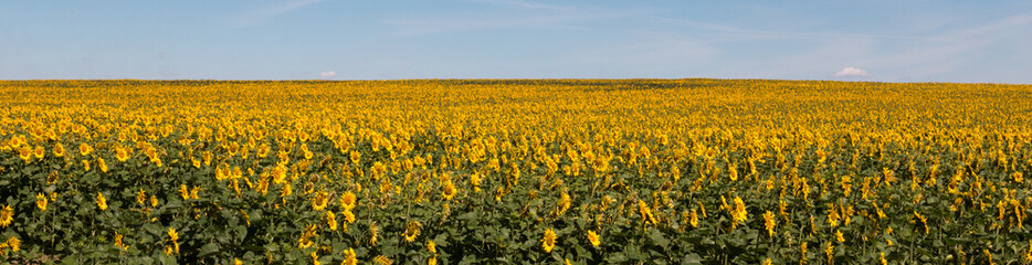 Fototapeta premium Champ de tournesol ensoleillé dans la région du Loiret en France
