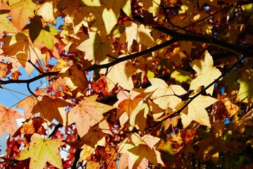 The bright orange, yellow and red trees in the Australian bus in the Blue Mountains, Australia