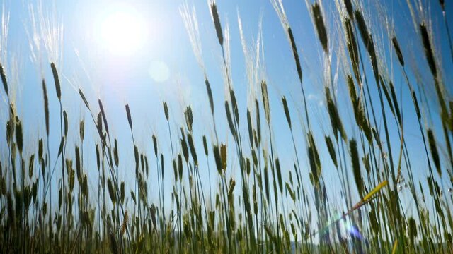 barley plant growth with sunlight