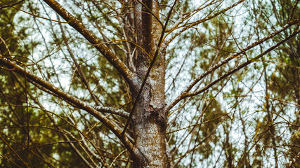 Photo of Pine tree
