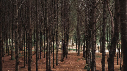 Photo of Pine forests