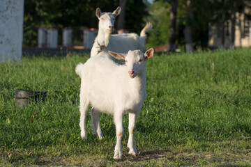 Obraz premium White kid in the meadow. Breeding dairy goats.
