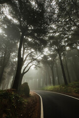 The Road of Peninha