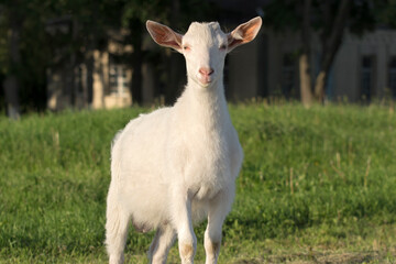 White kid with big ears on a green meadow. Breeding dairy goats.