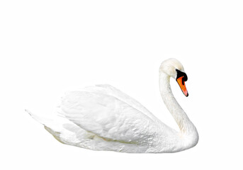 beautiful white swan isolated