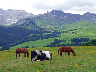 Fototapeta na wymiar Italy, Dolomites, Ortisei, Susi Alps, grazing horses