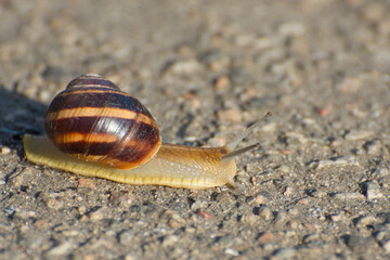 A large grape snail creeps on the ground. Shellfish in the wild.