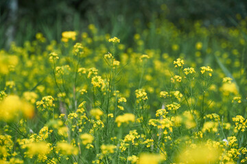 beautiful summer landscape - a meadow with yellow flowers in the forest on a bright Sunny day