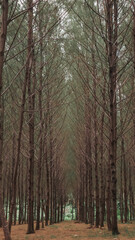 Photo of Pine forests