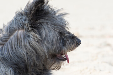 Portrait of a dog. Profile of a shaggy dog. Copy space.
