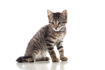 Beautiful grey kitten