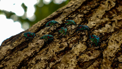 Photo of  insect tree