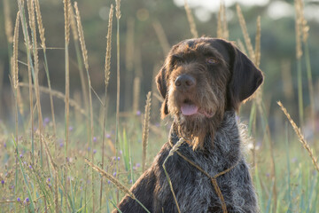 Portrait of old wirehaired pointing griffon. Wirehaired griffon on the partridge hunt. - obrazy, fototapety, plakaty
