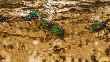 Photo of  insect tree