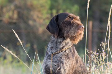 Wire-haired griffon of venerable age. Walk with the dog in nature.