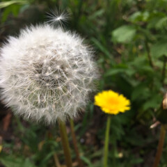 white and yellow dandelion on a green background
