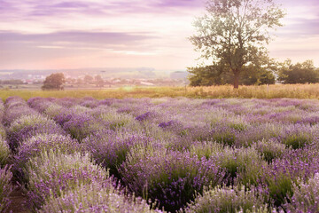 Beautiful lavender field on the background of a sunset lilac sunset. A tree in a lavender field at sunset. Agriculture and plant growing. The concept of summer and environmental products from