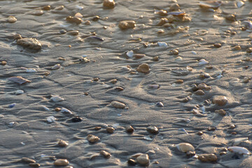 Background of wet sand and shells on the sea beach.