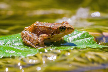 slippery frog in a pond in nature