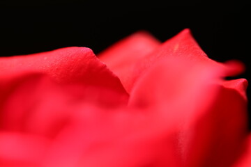 red rose macro photos