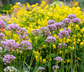 purple flowers decorative bow in the garden