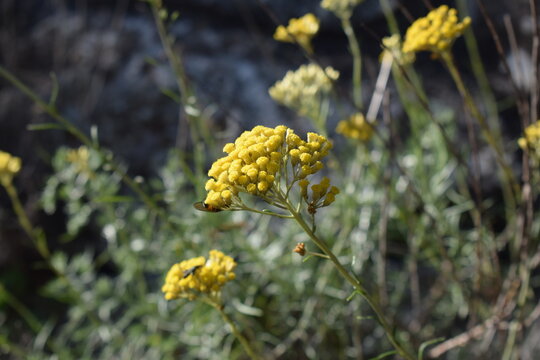 Helichrysum cymosum plant with yellow flowers