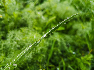 green grass with dew