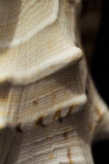big shell conch on black background