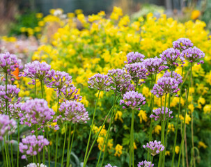 purple flowers decorative bow in the garden