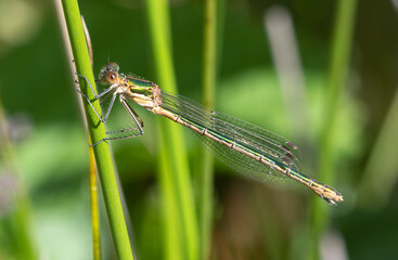 Female Emerald Damselfly Holding Reed