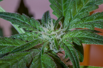 marijuana flower close up, macro photo