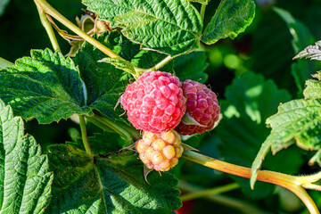 Ordinary raspberry berry close up
