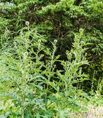 green spherical muzzle in the garden