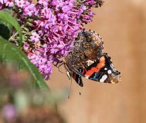 Red Admiral Butterfly on Pink Buddleia