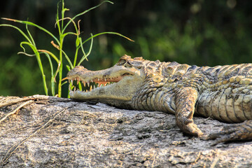 Caiman sitting on tree trunk at Cuyabeno Wildlife Reserve, Amazonia, Ecuador (Close-up)