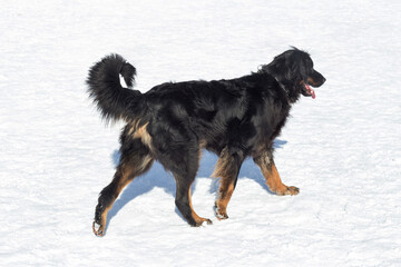 Cute hovawart is walking on a white snow in the winter park. Pet animals.