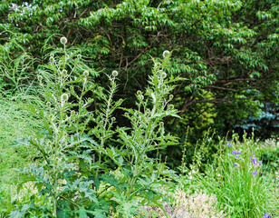 green spherical muzzle in the garden