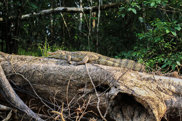 Caiman sitting on tree trunk at Cuyabeno Wildlife Reserve, Amazonia, Ecuador