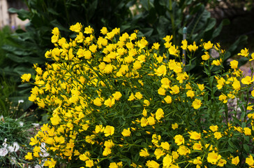 Obraz premium bushes with yellow flowers Enothera shrubby