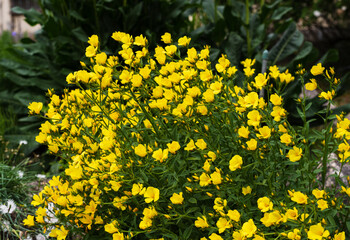 bushes with yellow flowers Enothera shrubby