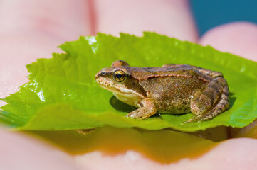 slippery frog in a pond in nature