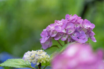 雨に濡れた紫陽花　　紫色